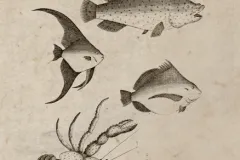 Illustrations of fish and crab from New Guinea