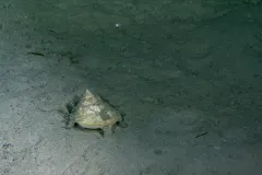 a pointed shell on a muddy seafloor