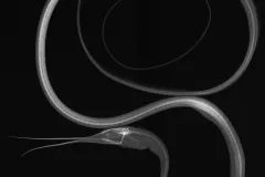 X-ray image of a slender snipe eel