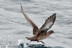 Sooty Shearwaters Migrate