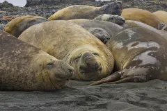 Elephant seals' eyes are specialized to dim light and, in particular, to light at the wavelength of 485 nm -- which is the same wavelength given off by the bioluminescent lanternfish that are the seals' main prey.