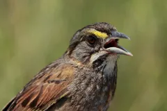 A close-up look of the seaside sparrow. 