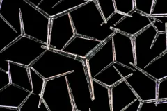 Tiny sponge spicules. 