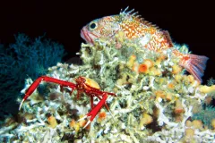 A squat lobster and blackbelly rosefish find shelter on a Lophelia pertusa coral reef off the southeastern United States.