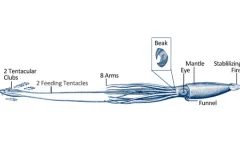 Giant squid have eight arms but use their two long feeding tentacles to seize prey.