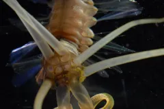 The squidworm has 10 tentacle-like appendages on its head.