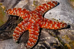 a red sea star