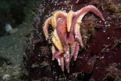 A decomposing sea star loses its grip on a rock. 