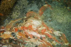 A pile of dissolving sea stars. 