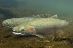 two steelhead trout