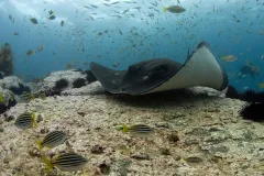A stingray swims in an Australian marine reserve. 