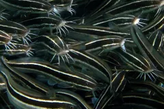 Striped eel catfish are the only species of catfish found in coral reefs. 