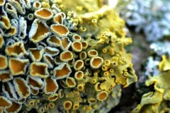Yellow and light green sunburst lichen on a rock. 