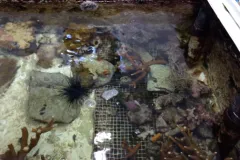 A refugium tank at the St. Lucie County Aquarium. This tank acts as a safe space to grow corals before transferring them to a larger tank. You can see several staghorn coral colonies - it has a branching structure and the white tips indicate healthy, new g