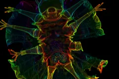 Tardigrade Under the Microscope