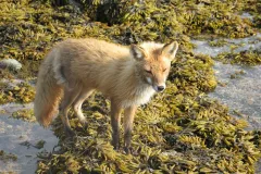 A fox explores a tide pool. 