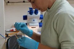 Andrea Quattrini wearing blue gloves and standing over a counter. 