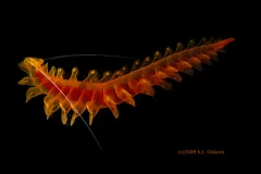 A red and orange tomopterid with a black background.