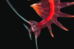 The head of a read translucent tomopterid on a black background.