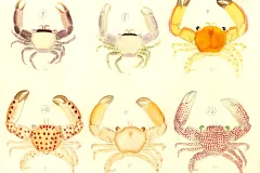 Beautiful crab water colors
