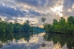 A mangrove forest at dusk