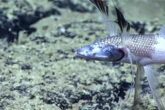 a fish fins that fan around its face