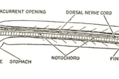 A black and white diagram of a tunicate larvae. 