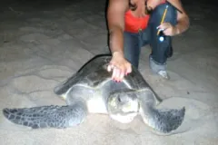Amanda Feuerstein with a nesting olive ridley (Lepidochelys olivacea). Feuerstein is a co-author of a study that surveyed algae, crustaceans, mollusks, and other epibionts that live on the turtles in the Pacific Ocean.