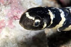 The head of a turtle-headed sea snake. 