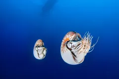 Two nautiluses in the open ocean off the coast of Palau.