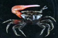 Male fiddler crabs, like this one collected on Moorea, wave their enlarged claw as way of signaling to other crabs, especially during mating season.