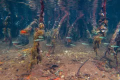 Fish swim underwater amidst mangrove roots at Bocas del Toro, Panama. 