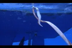This tentacle was left behind by the first giant squid caught on film.