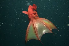 Despite its demonic look, the vampire squid collects and eats drifting particles called "marine snow" using two long, sticky filaments.
