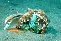 A veined octopus briefly leaves its hiding place, a shell, to devour a crab.