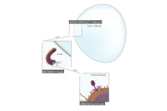 a diagram comparing the size of a water droplet to the size of a bacteria to the size of a virus