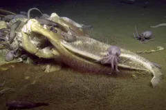 a whale skeleton on the sea floor with octopuses on it