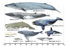 A whale size comparison chart
