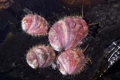 White abalone