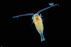a copepod