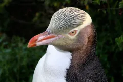 Yellow-eyed penguin