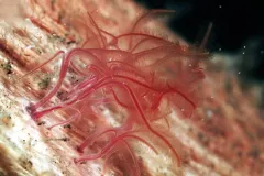 red worms penetrate holes in bone