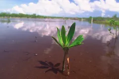 a mangrove seedling in the water