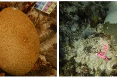 two brain corals side by side