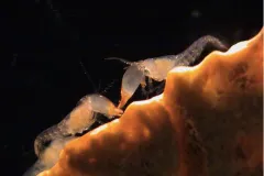 two shrimp with large claws face each other