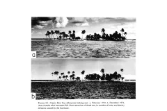before and after shots of palm trees on a tropical island