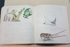 a journal is opened to pages of handwritten entries and watercolors of fish and a lobster