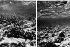 two side by side images of a coral reef where one has lots of coral and the other is void of coral