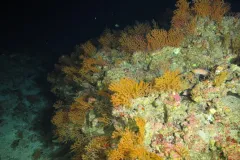 corals of many colors in the deep sea