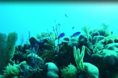MarineGEO takes a closer look at how human-built marine structures, such as docks and pilings, are affecting ecosystem heath. This phenomenon, called marine urbanization, is poorly understood and becoming increasingly common along the world’s coastlines,